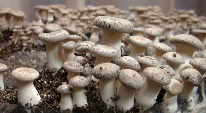 'With all-time high production, mushroom emerging as new cash crop in J&K'