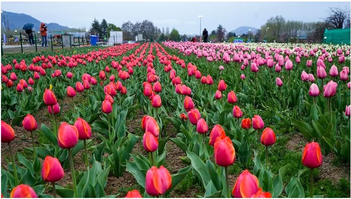 'Tulip Garden to be closed for public from today '