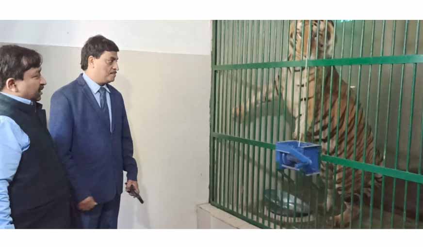 'Jambu Zoo roars to life with arrival of Lions and Tigers'