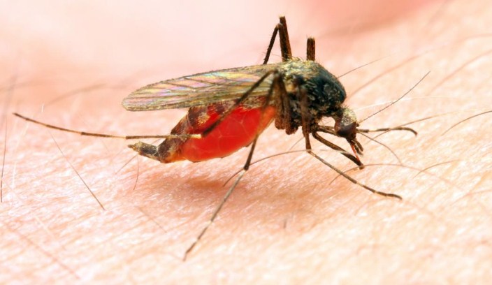 India recorded largest reductions in malaria cases in South-East Asia between 2000-2019: WHO