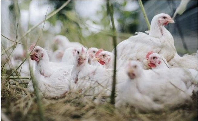 2,000 chickens burnt alive as fire engulfs poultry farm in Jammu