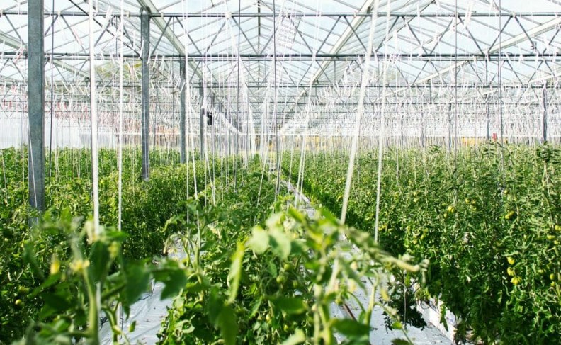 Govt allows 5 pvt firms for cluster farming in 50,000 hectares with Rs 750cr investment