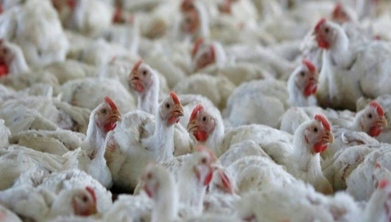 Dist Ramban constitutes 10 Rapid Response teams to prevent ingress of Avian Influenza