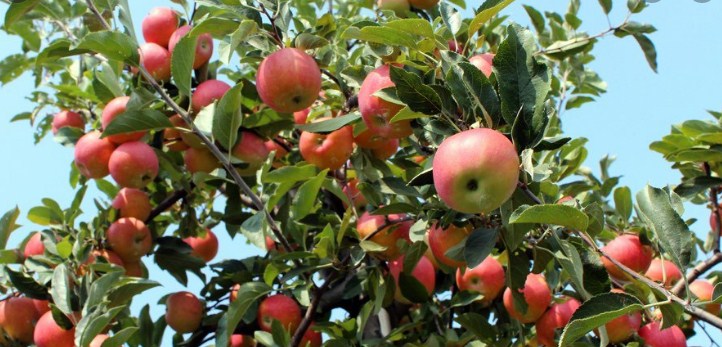 Ultra High Density Apple Plantation drive starts in Udhampur from Panchari