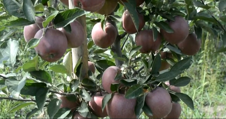 Special Market intervention Price Scheme for procurement of Apple in J&K