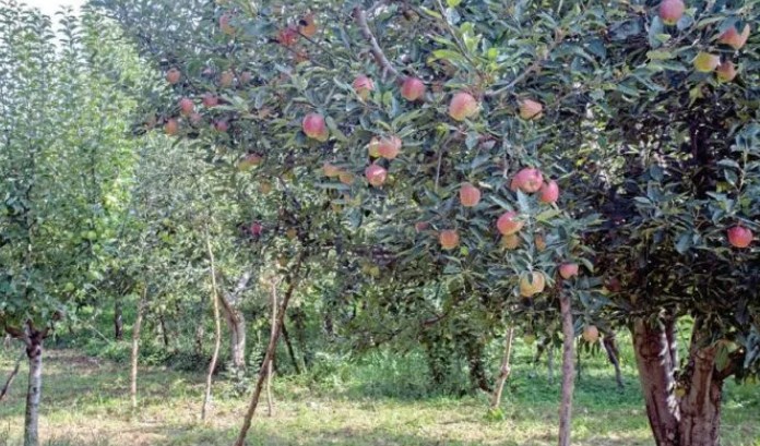  Advisor Sharma reviews Apple High Density Programme in JK