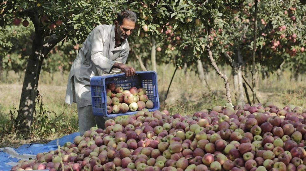 Kashmiri apple growers, bat makers face massive losses