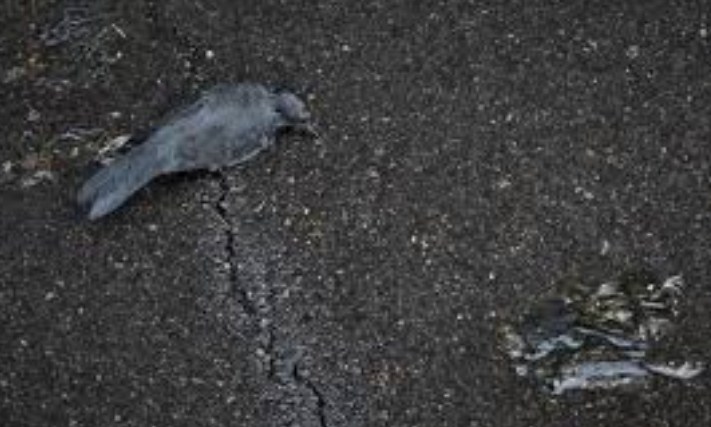 Birds die mysteriously in Rajouri, authorities to collect samples for Bird Flu