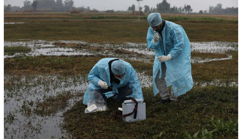 No report of bird flu in J&K, says Government