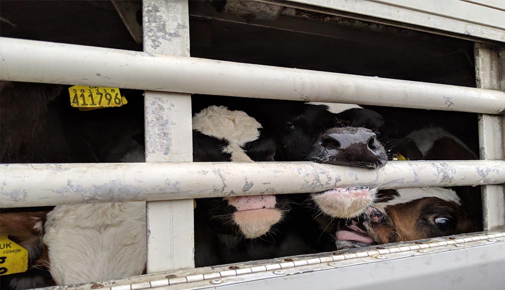  District Magistrate Jammu bans transportation of bovine animals