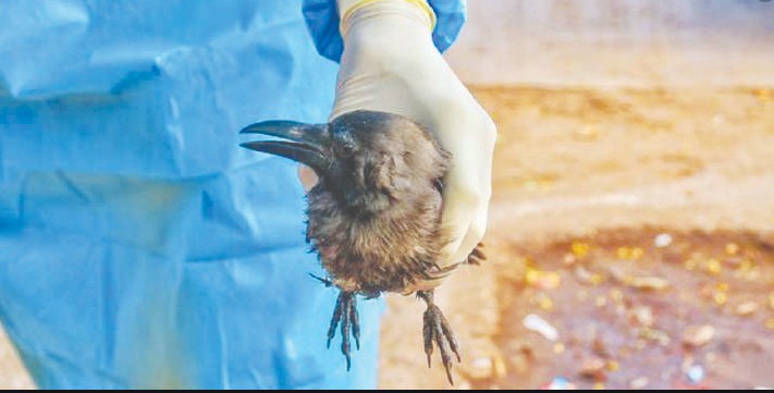 Bird Flu: Samples sent test negative, no case reported yet in J&K: Officials