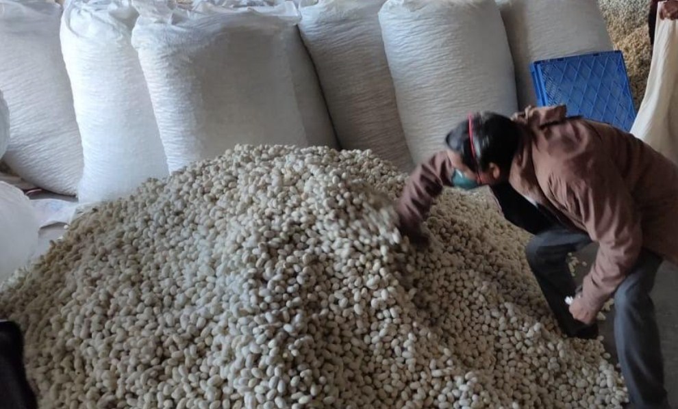  1.82 lakh kg Cocoon produce fetches Rs 4.09 crore to 5900 families in Udhampur