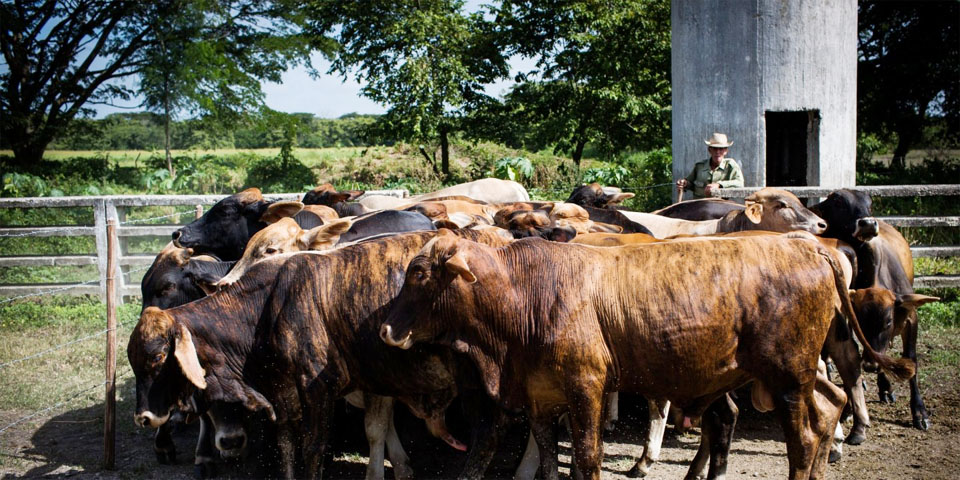 2 vehicles with 20 bovines seized