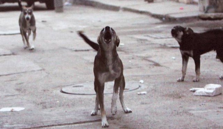 To check dog population, Govt to start ABC program in all districts: Samoon