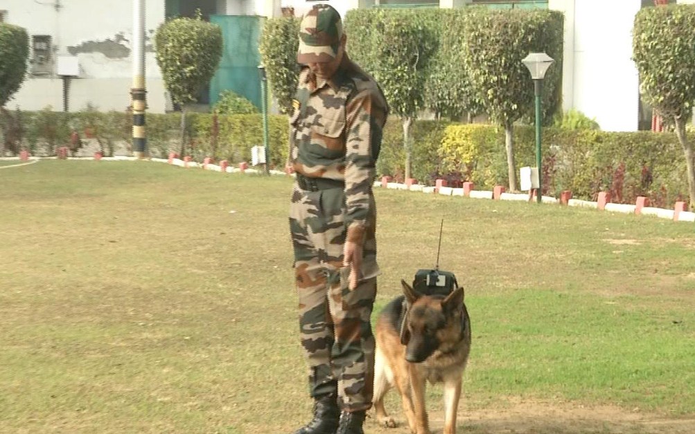 Indian Army training dogs for surveillance during counter-terrorist operations   