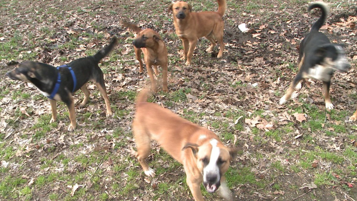 Two injured in stray dog attack in Poonch