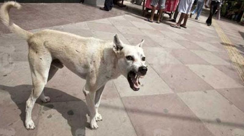 Woman among 6 injured by Stray dogs in Uri, 2 Shifted Srinagar