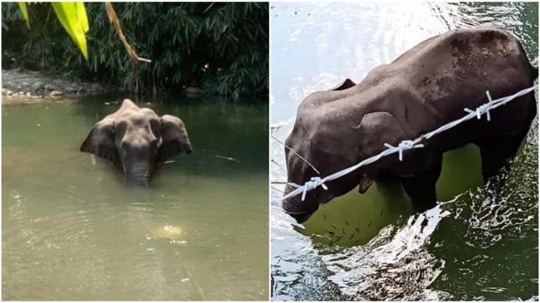 Pregnant wild elephant in Kerala dies after cracker-filled pineapple explodes in her mouth
