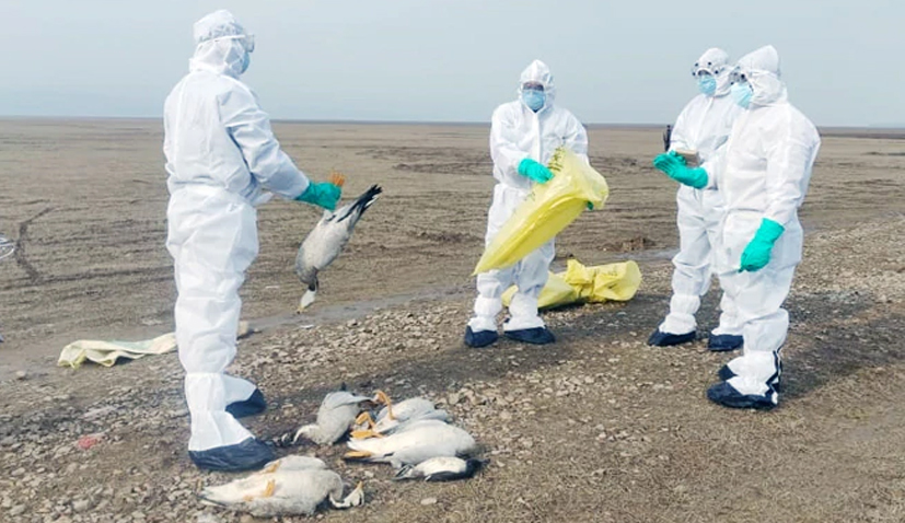 Bird Flu scare: Himachal Pradesh on high alert after 2,403 birds die, number likely to increase