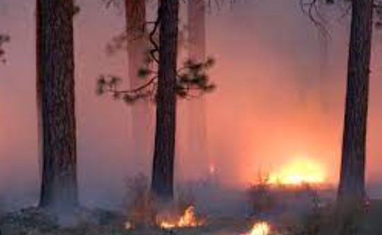 NDMA warns of high risk forest fire in Jammu and Kashmir till Jan 30