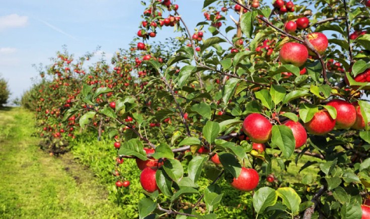 Horticulture department Kashmir undertakes several initiatives to boost the Sector