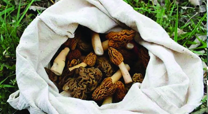 J&K govt pushes for GI tag for Doda Gucchi mushroom