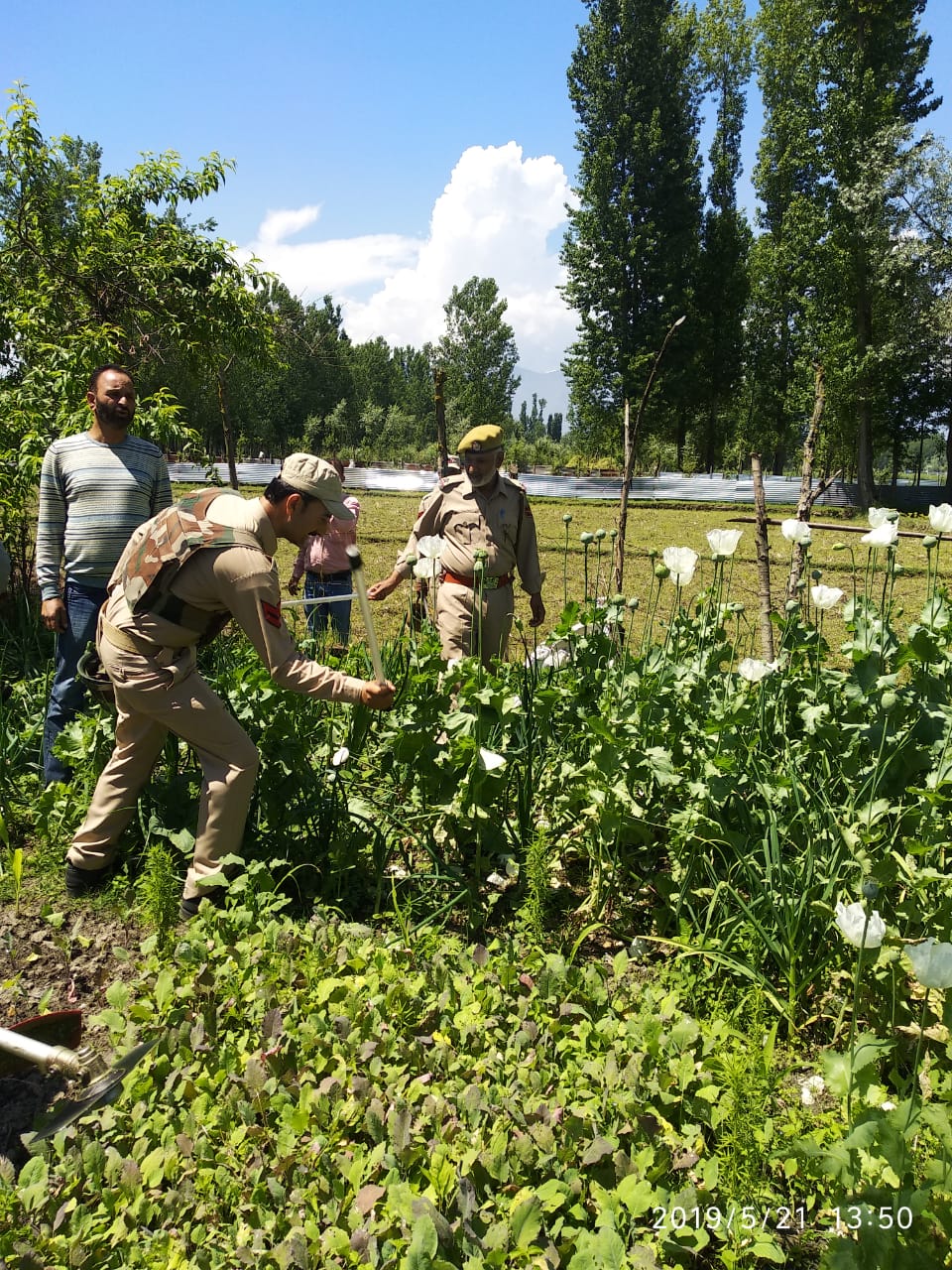 Police launches massive drive against Poppy straw cultivation 