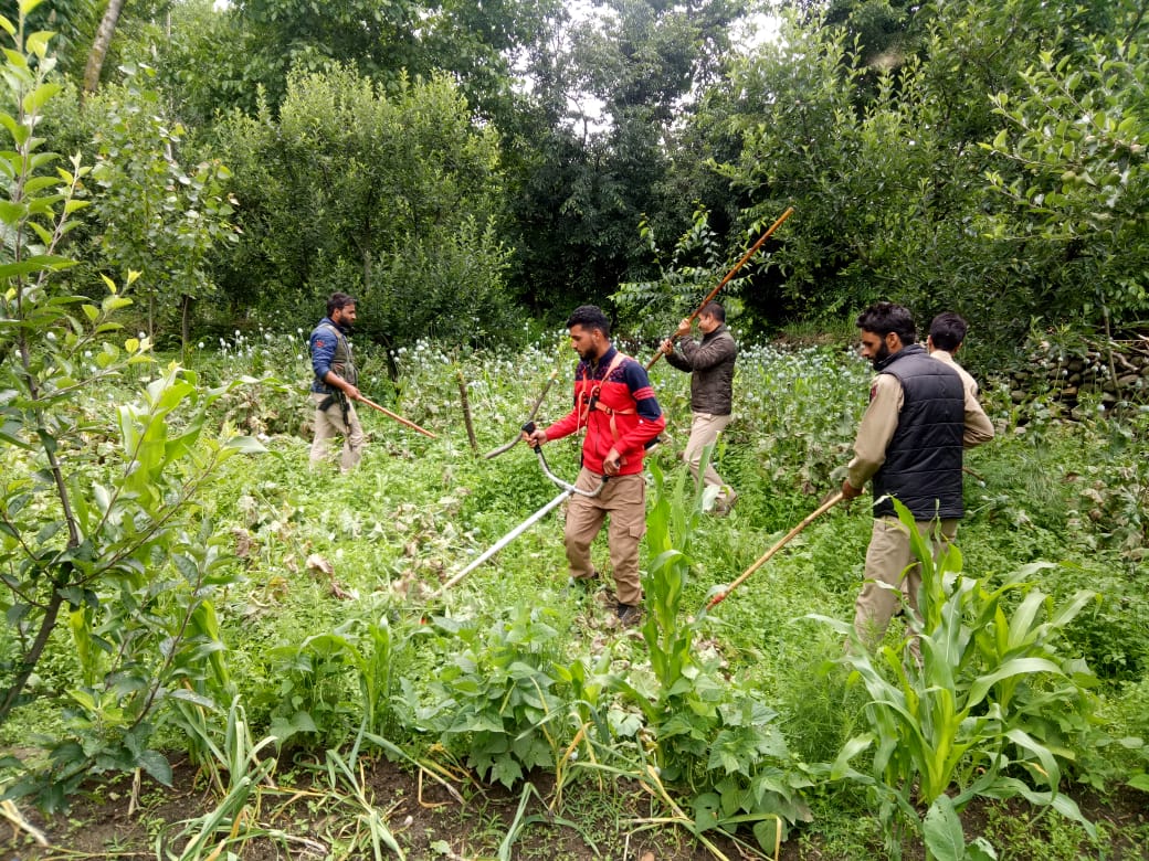 Police launches extensive drive against poppy cultivation in Anantnag  