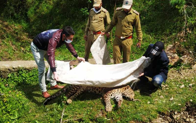  Full-grown male leopard shot dead in Bhadarwah