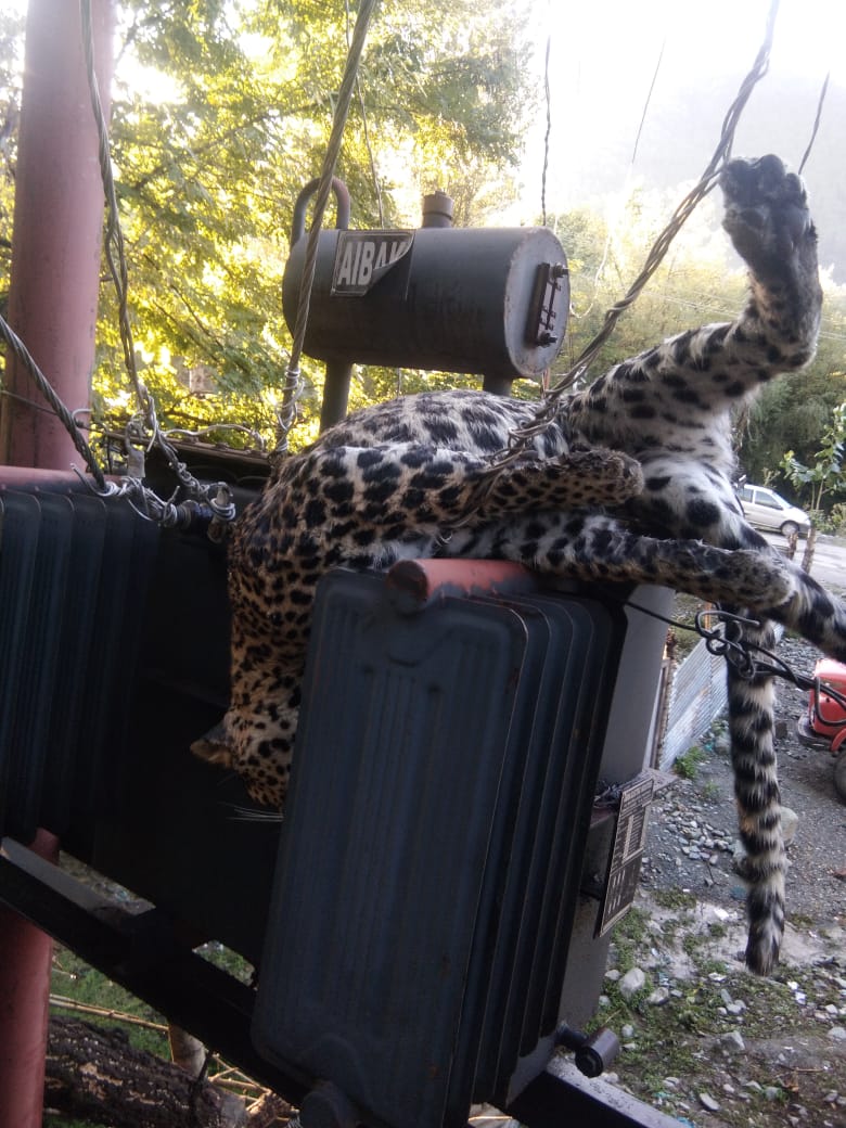 Leopard electrocuted in Karnah Kupwara