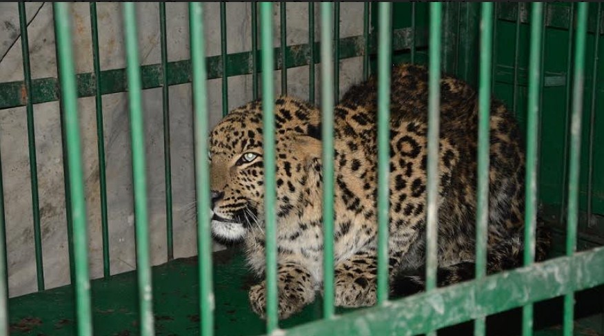 Wild Life Dept caught Leopard in Shopian,  Asks locals not to venture out during late, early hours