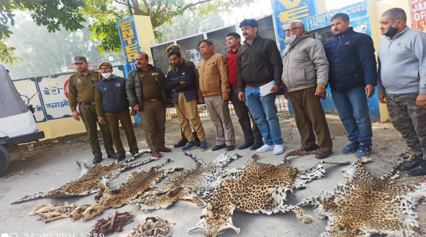 WPD and PS Jhajjar Kotli seizes leopard skin in Kangrial Manwal