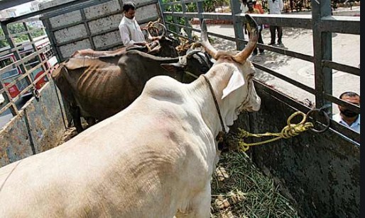 Samba DM imposes ban on bovine transportation