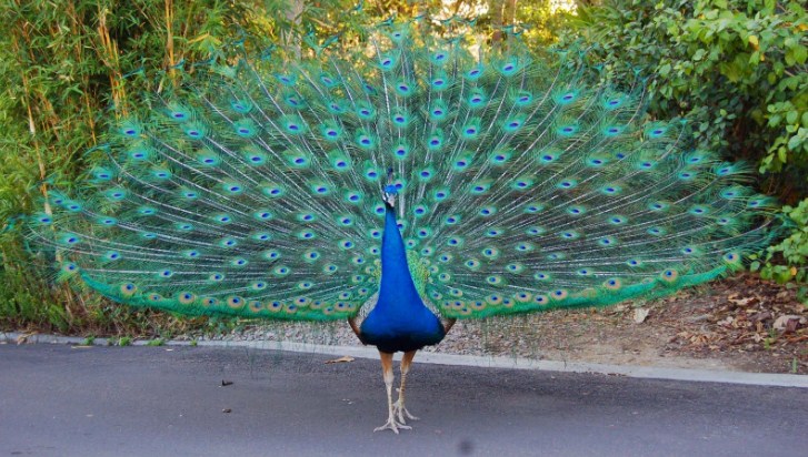 Sunal village in Udhampur seeks tourism infrastructure as people flock to see its peacocks