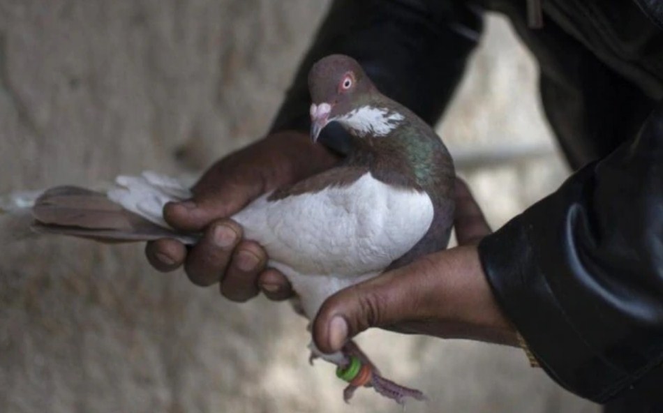 Pakistani 'spy' pigeon carrying coded message captured along IB in Jammu and Kashmir