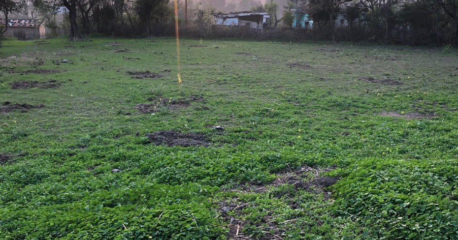 Tree plantation drive launched at Dansal