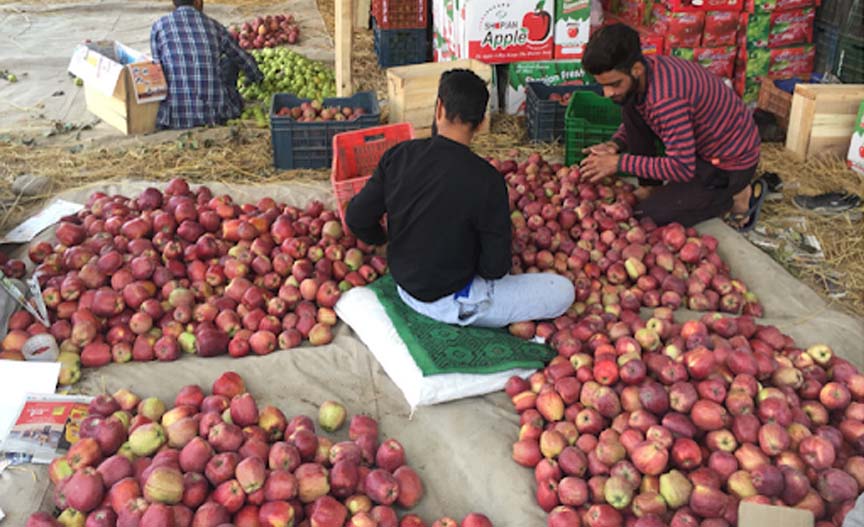 Kashmir: 18 lakh meteric tons of apples dispatches to markets till Jan
