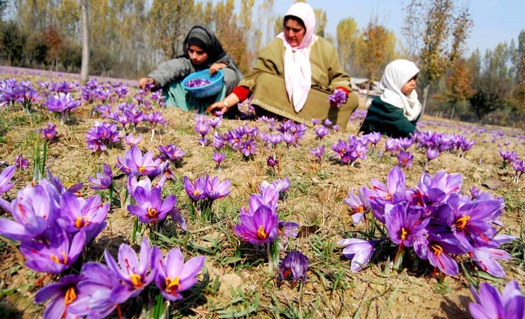 GoI issues certificate of GI registration for the Saffron grown in Kashmir Valley