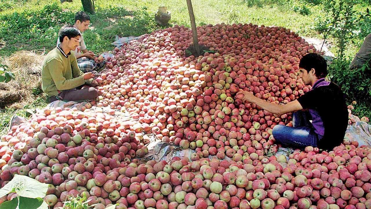 Govt extends market intervention scheme for apple growers in J&K till March 2020