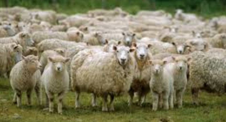 J&K Sheep & Sheep Products Dev Board disbanded