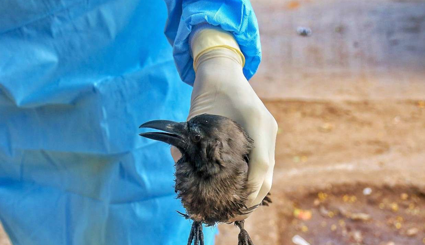 Don’t panic, avoid undercooked meat & eggs: Experts on bird flu rise