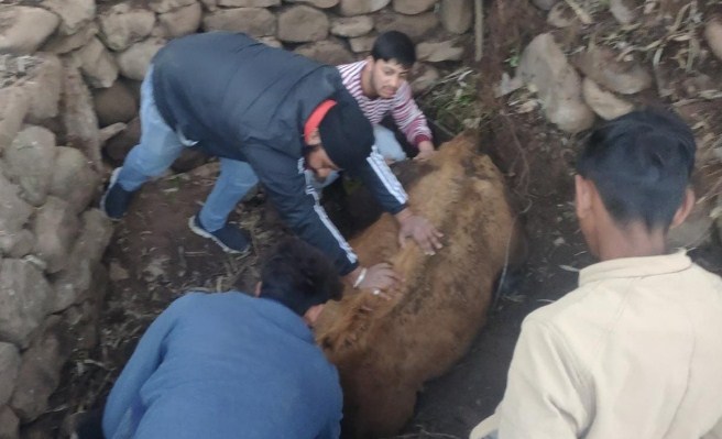 Kuldev Seva Samiti saved cow's life