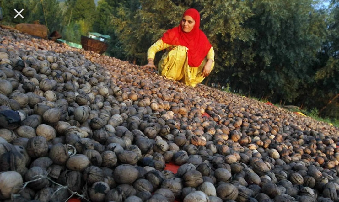 Walnut traders across India start import from US, Chile as Kashmir blockade disrupts supply 