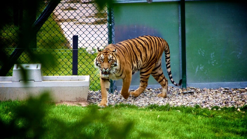 Indian zoos put on ‘highest alertness’ after Bronx zoo tiger tests positive of COVID-19