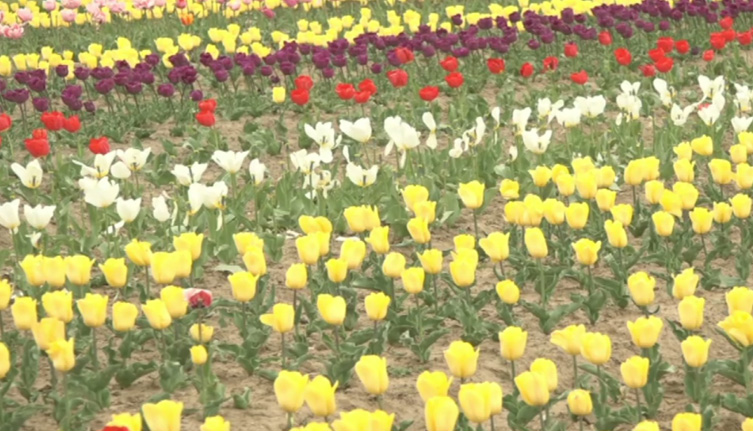 J&K: Tulips of 5 Different Colours Bloom at Highland Park, Kud in Udhampur District