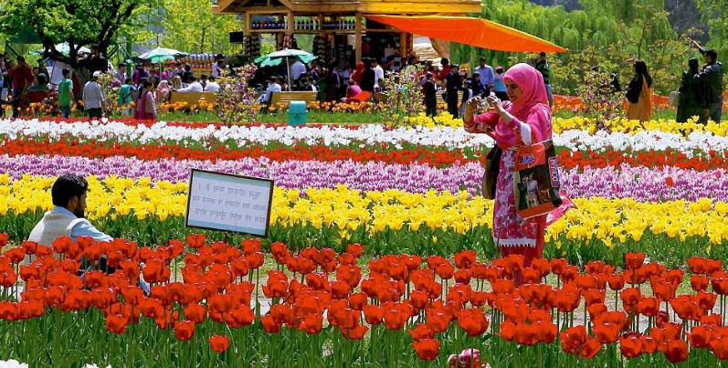 Asia's largest tulip garden to be thrown open for visitors on Thursday