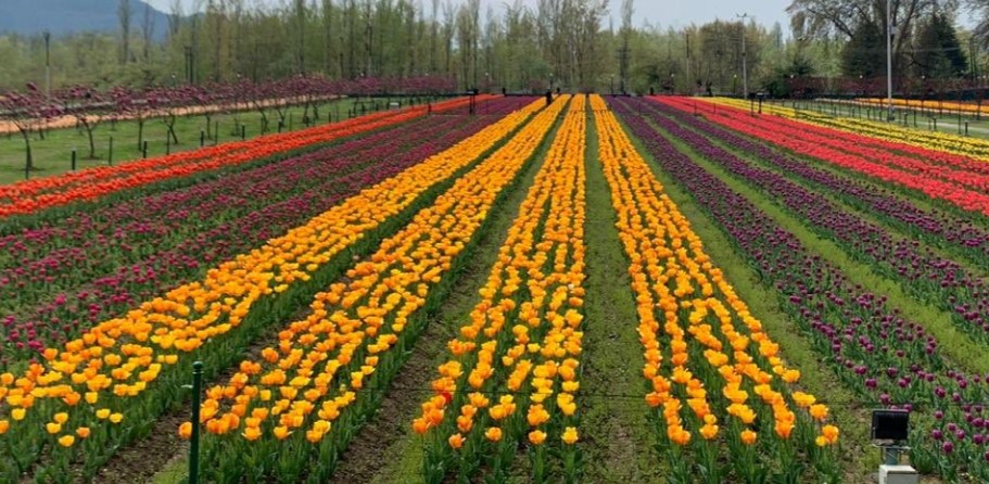 PM Modi asks people to visit Tulip garden in J&K, enjoy warm hospitality