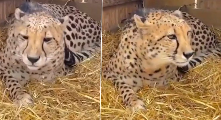 Centre sets up 9-member taskforce for monitoring cheetahs in Kuno National Park
