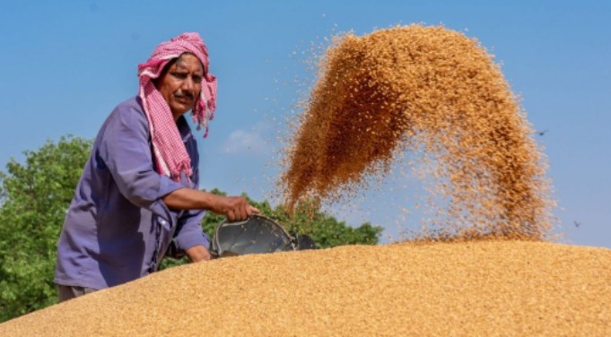Govt allows exporting wheat consignments registered with customs before ban order