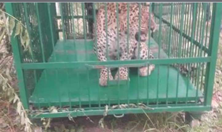 Leopard that killed 4-year-old girl in Budgam captured